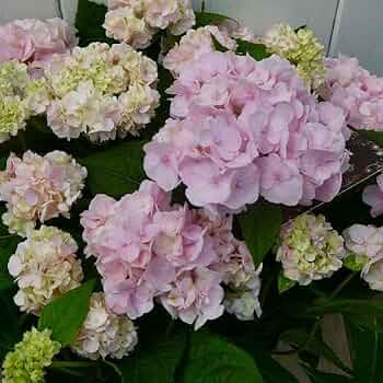 51Rs+5NR81L._AC_UF350, 51Rs+5NR81L._AC_UF350,